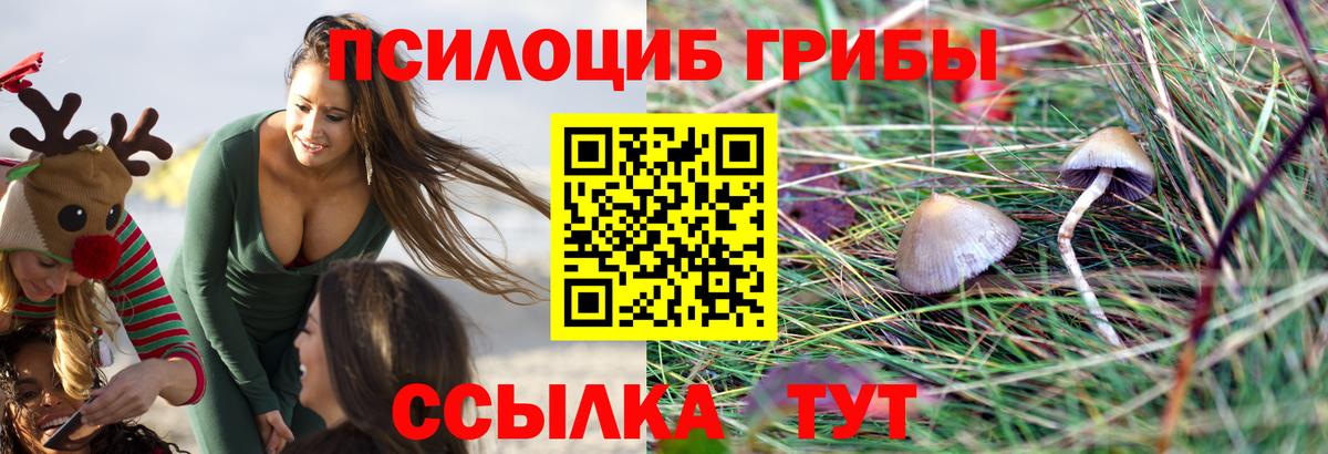 Тайшет  Псилоцибиновые грибы MAGIC MUSHROOMS  Вход с VPN 